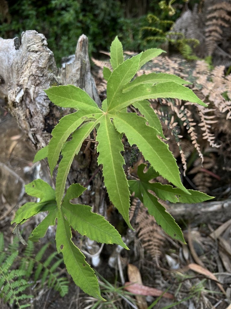 Mano de Oso, Pata de Gallina - Vista principal